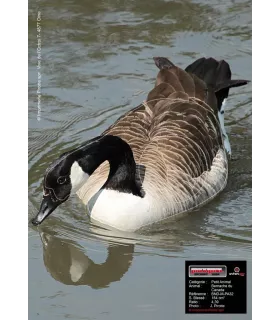 Blason Birdy Canadian Goose