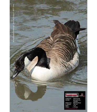 Blason Birdy Canadian Goose