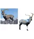 Cerf Couché SRT 