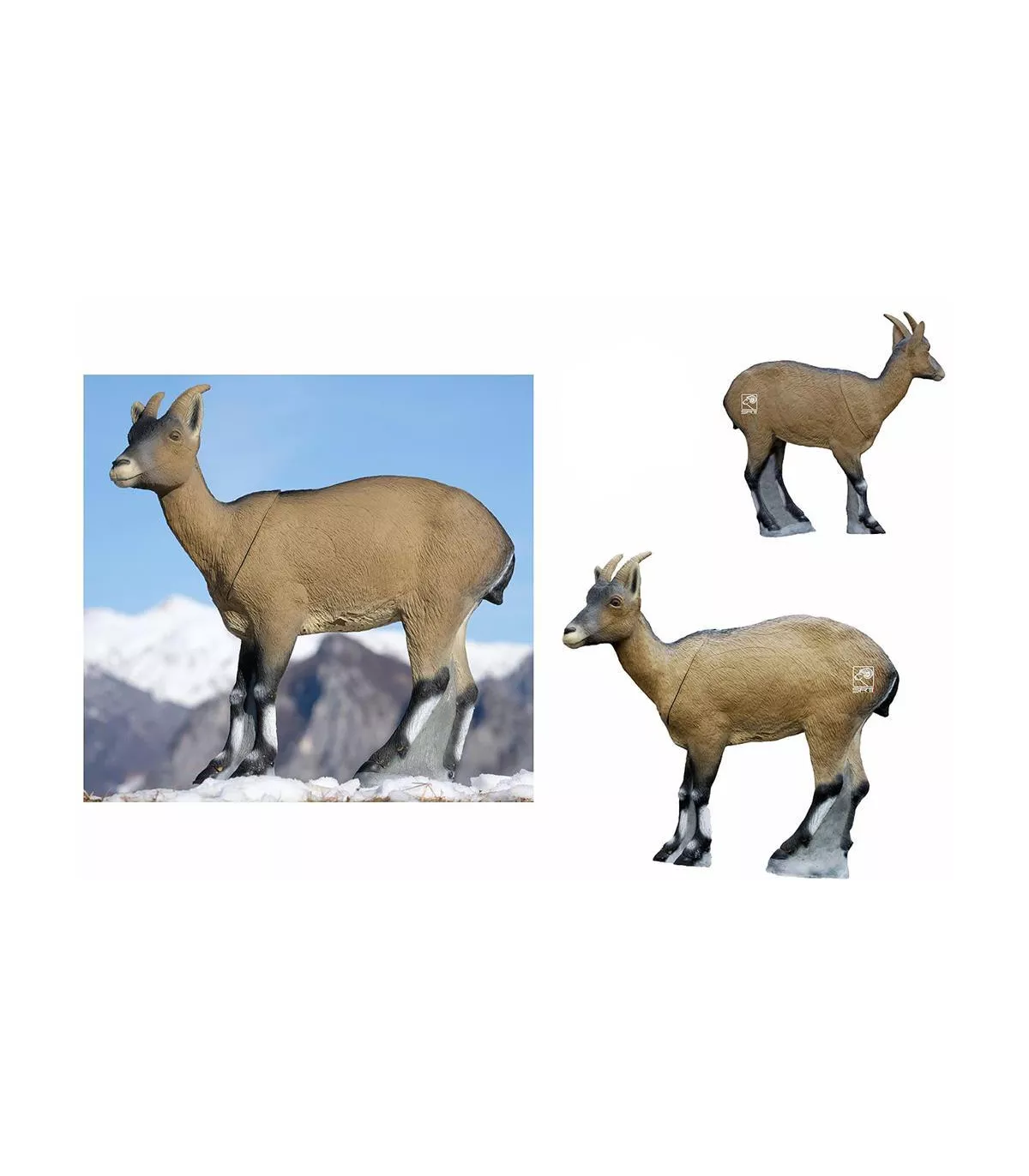 Cabra Montes Female SRT 