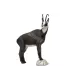 Chamois SRT