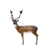 Daim SRT 