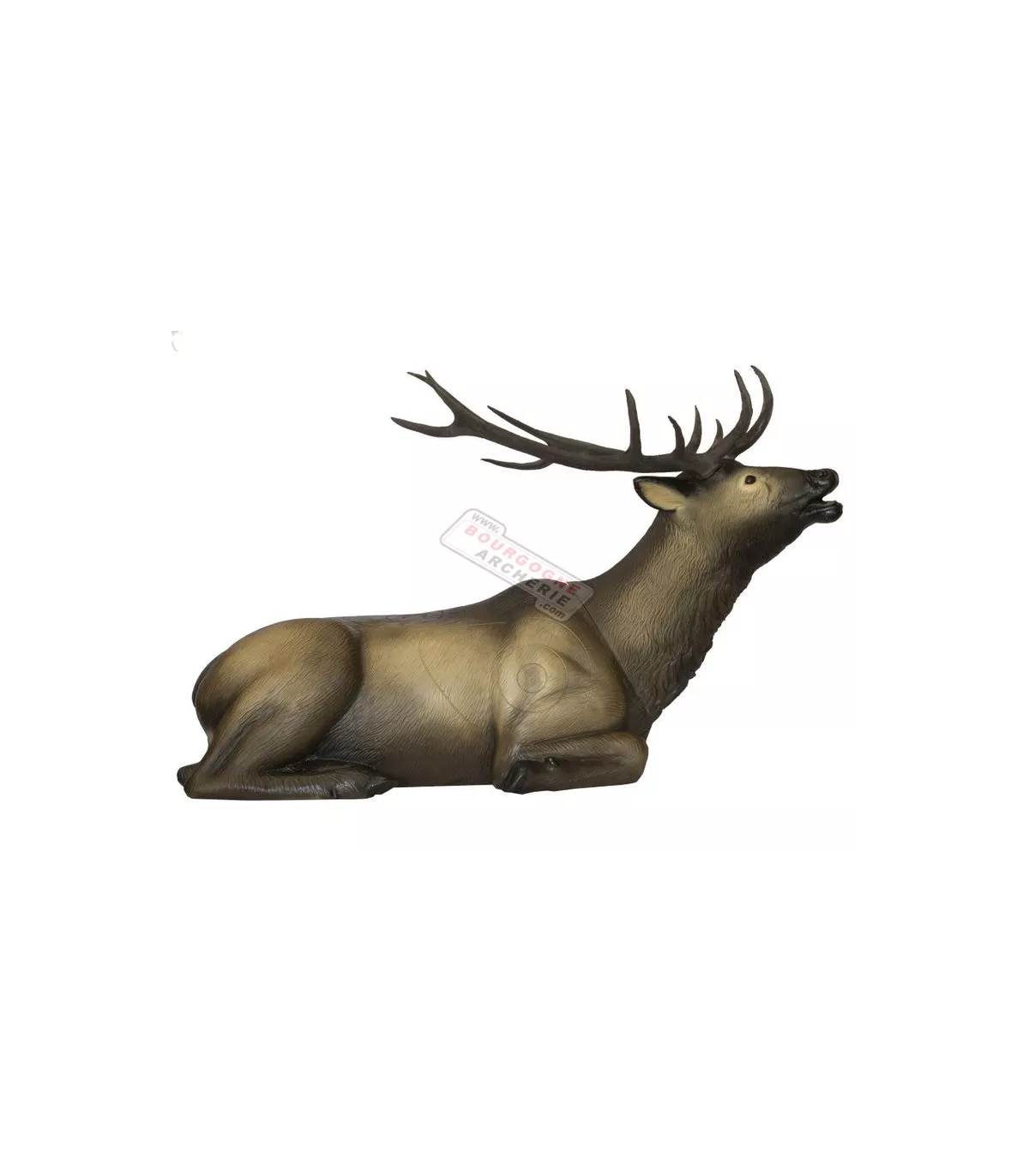 Cerf Couché SRT 