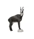 Chamois SRT