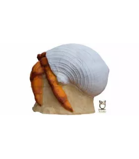 Bernard L'hermite 3DI Hermit Crab