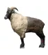 Himalayan Tahr SRT