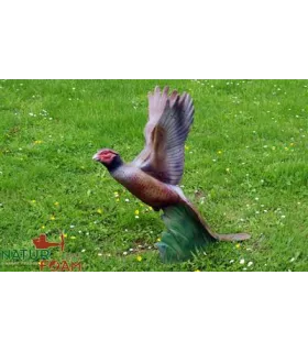 Faisan qui décolle Natur Foam Pheasant Soaring