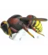 Hornet SRT