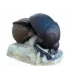 Bousier SRT Beetle
