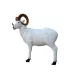 Dall Sheep SRT 