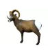 Rocky Mountain Sheep SRT 
