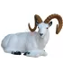 Dall Sheep couché SRT 