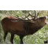 Blason Grand Gibier Cerf qui brâme