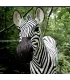 Wildcrete Zebra