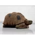 Wildcrete Tortue