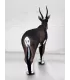 Wildcrete Blesbuck